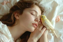 دانلود صدای قناری برای آرامش و خواب راحت